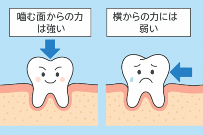 噛む面からの力には強い