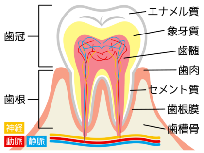 歯の断面