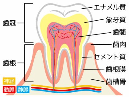 歯の構造